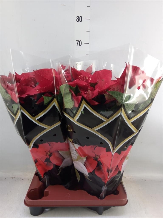 <h4>Euphorbia pulc. 'Fantasy Star'</h4>