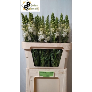 ANTIR ALBI WHITE ANGEBOT