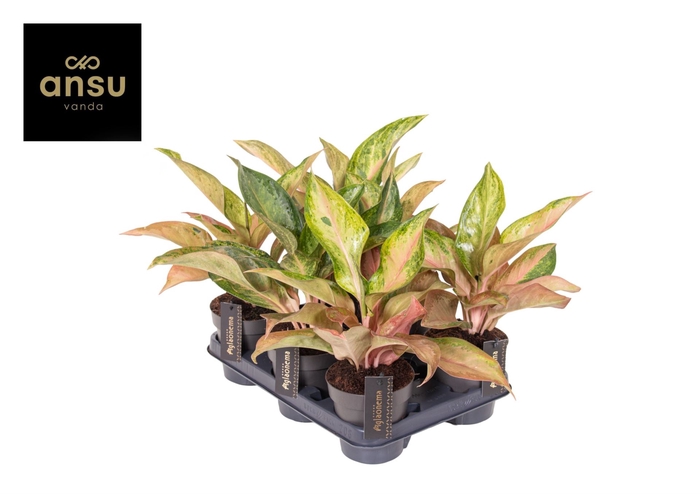 Aglaonema overig