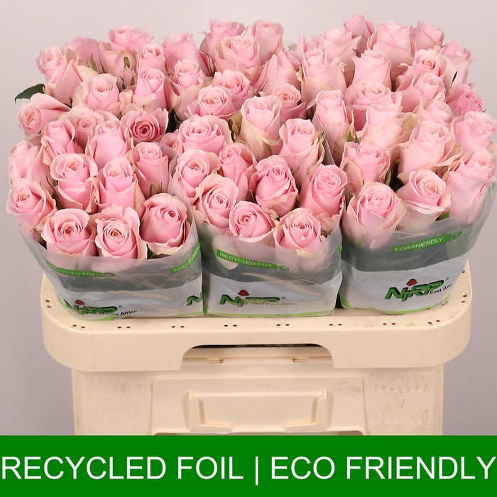 <h4>R GR ORGANZA</h4>