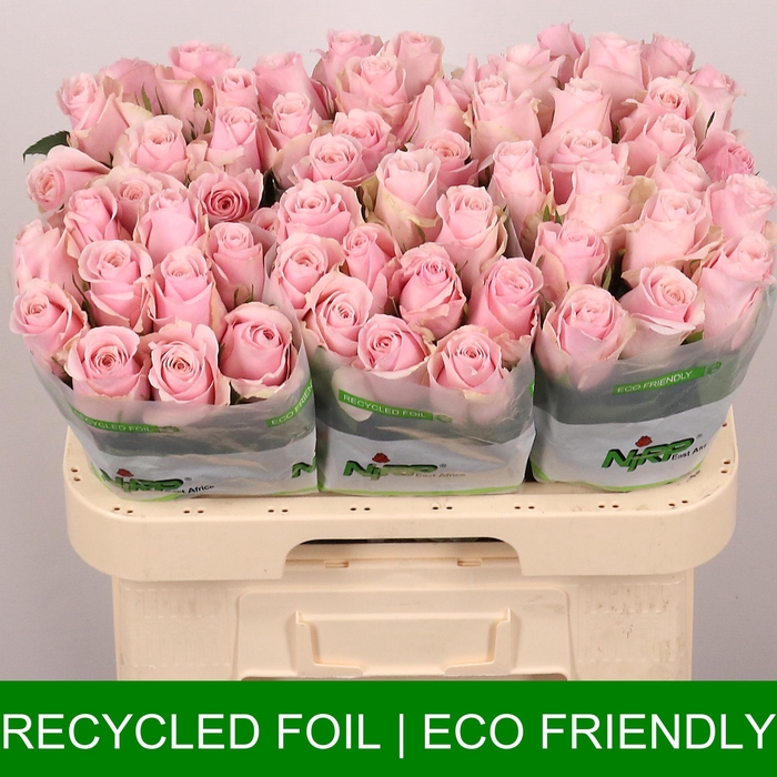 <h4>R GR ORGANZA</h4>