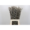 Salix Caprea Snow Flake Premium