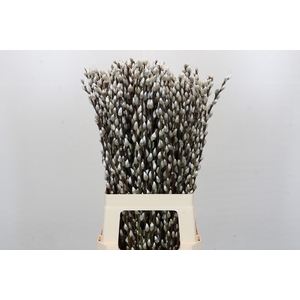 Salix Caprea Snow Flake Premium