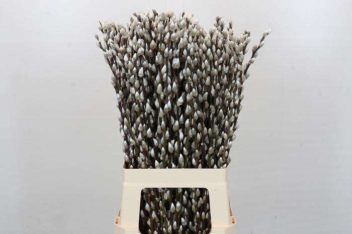 Salix Caprea Snow Flake Premium