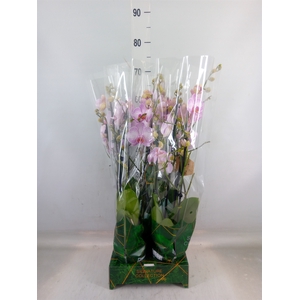 Phalaenopsis   ...