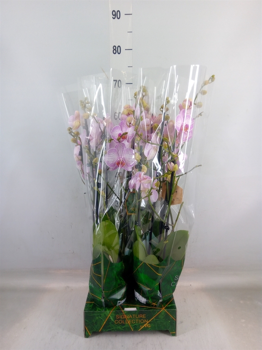 <h4>Phalaenopsis   ...</h4>