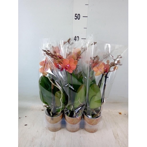 Phalaenopsis multi. 'Ant Bolzano'