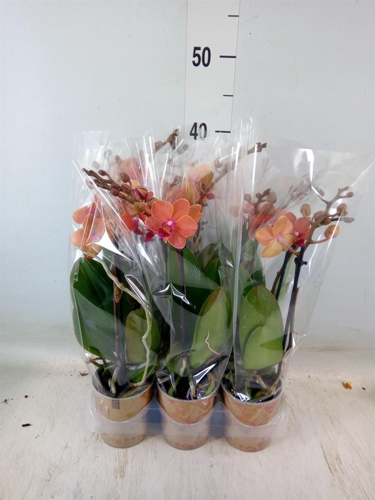 <h4>Phalaenopsis multi. 'Ant Bolzano'</h4>