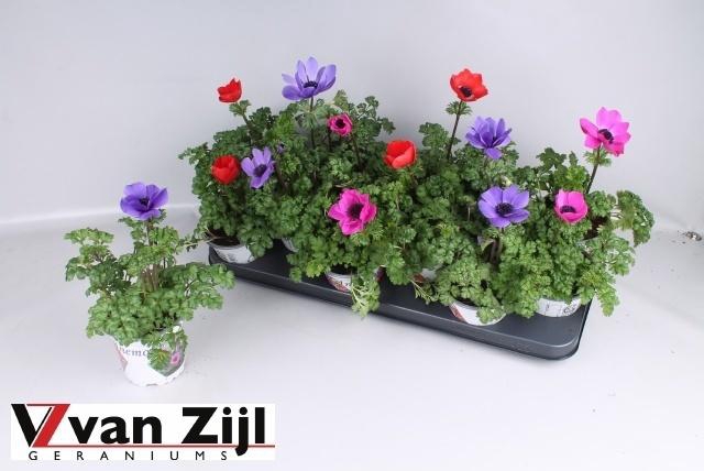 arr8 Anem Co Harm Gem