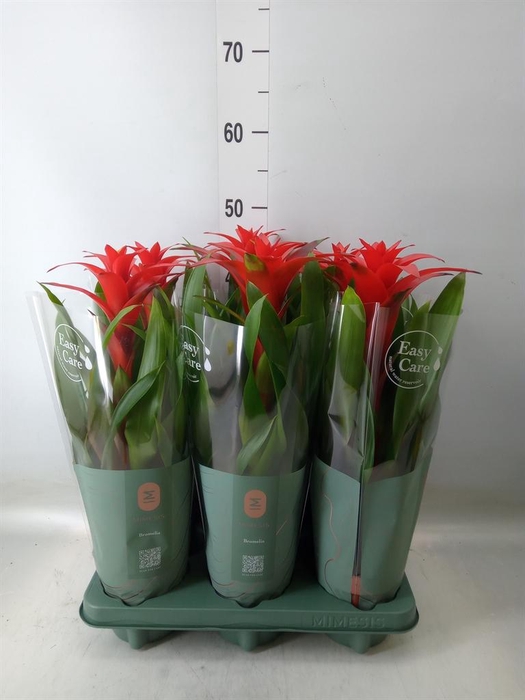 <h4>Guzmania  'Calypso'</h4>
