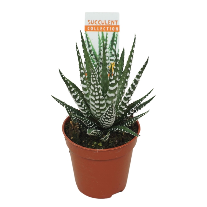 <h4>Haworthia Big Band</h4>