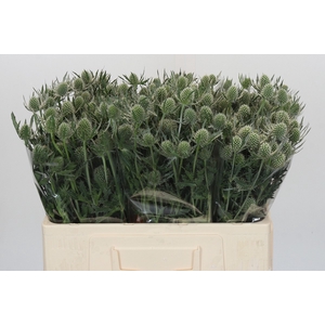 Eryngium Silver Dynamite