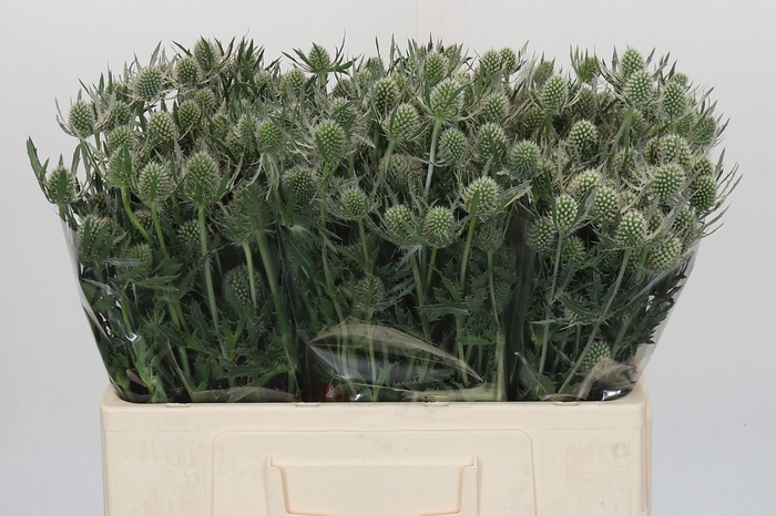 <h4>Eryngium Silver Dynamite</h4>