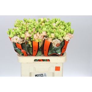 Eust Du Alissa L Apricot Ex