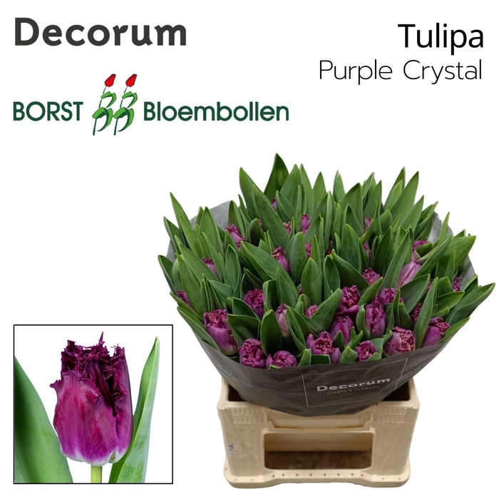 <h4>TULIPA FR 'PURPLE CHRYSTAL'</h4>