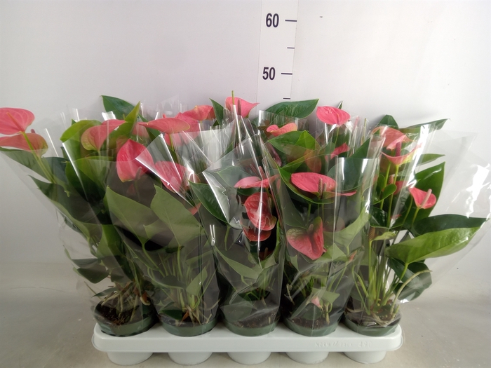 <h4>Anthurium andr. 'Sweet Dream'</h4>