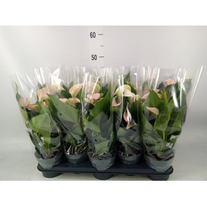 Anthurium andr. 'Joli Peach'