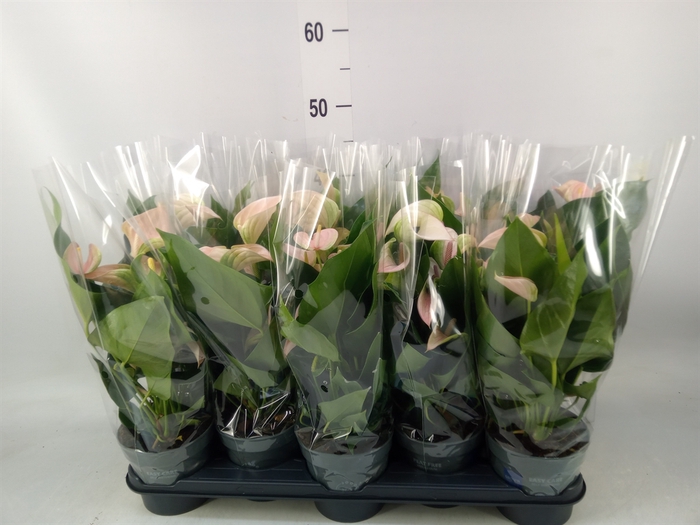 <h4>Anthurium andr. 'Joli Peach'</h4>
