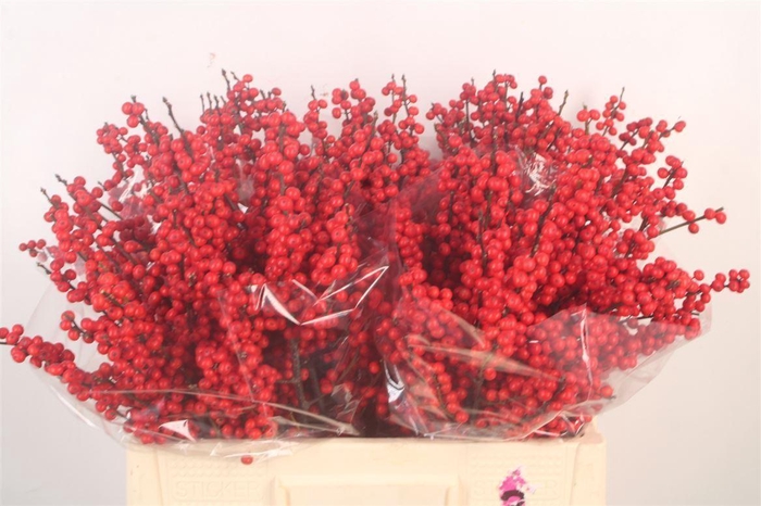 <h4>Ilex Verticilata Red Premium</h4>