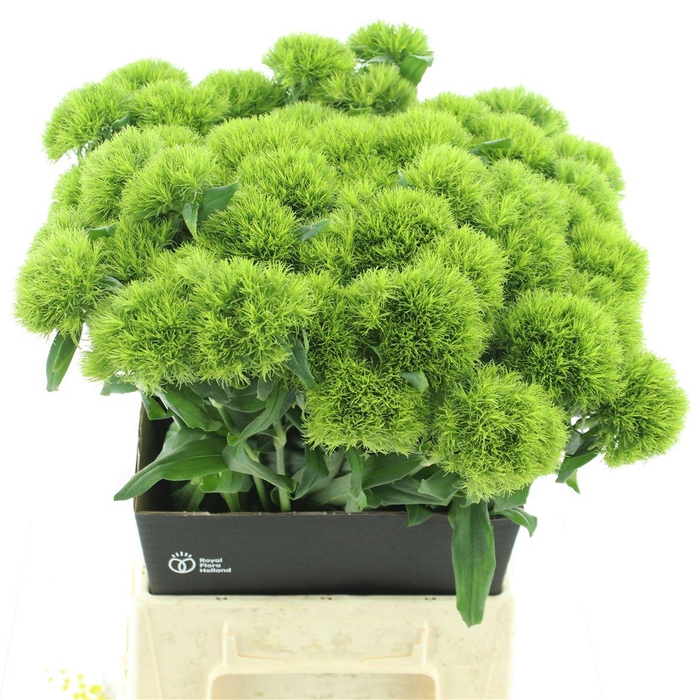 <h4>Di Barb Kiwi Mellow Extra</h4>