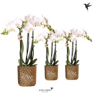 Kolibri Orchids Phalaenopsis white 3 spike in Diamond pot gold