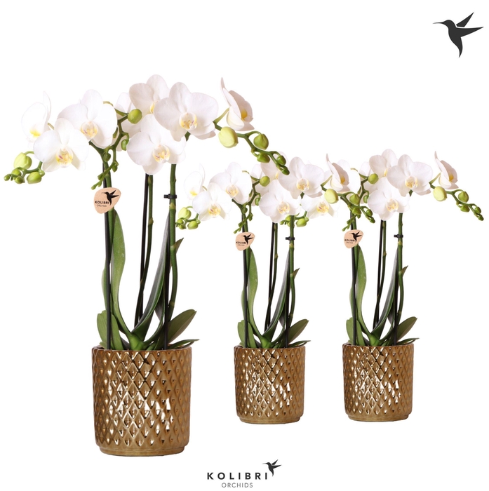 <h4>Kolibri Orchids Phalaenopsis white 3 spike in Diamond pot gold</h4>