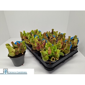 SARRACENIA OV