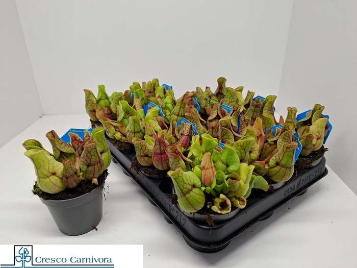 <h4>SARRACENIA OV</h4>
