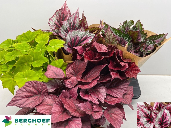 <h4>BEG BEL GEM</h4>