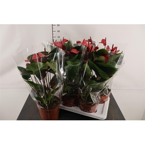 Anthurium 17 Cm. P. An Adios Red 7+ Bloem