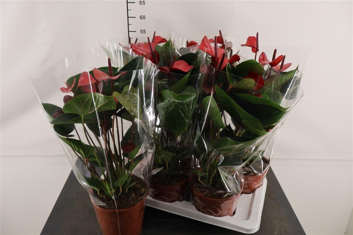 <h4>Anthurium 17 Cm. P. An Adios Red 7+ Bloem</h4>