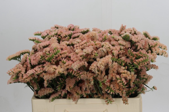 <h4>Limonium sinuatum Honey Apricot</h4>