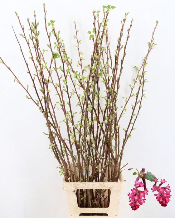 <h4>RIBES KING EDWARD 7</h4>