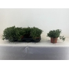 arr8 Rhipsalis Burchellii