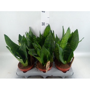 Sansevieria zeylanica
