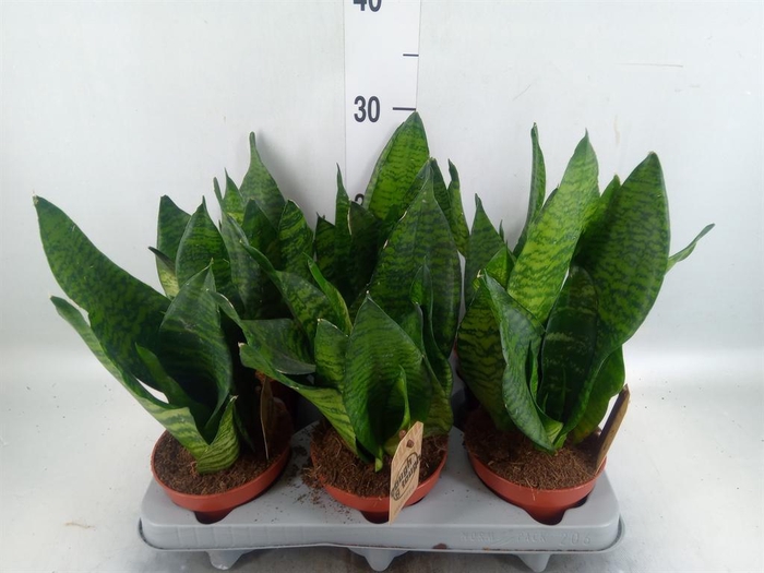 <h4>Sansevieria zeylanica</h4>