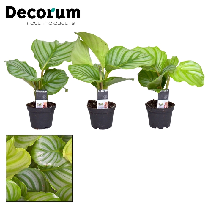 Calathea Orbifolia 7 cm (Decorum)