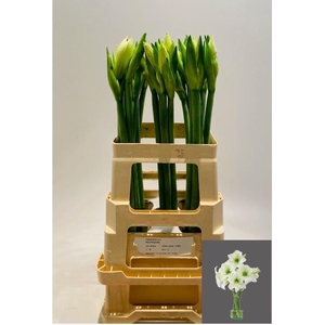 AMARYLLIS DG NORTHPOLE BUCKET