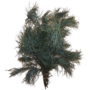 C Pinus Strobus Torulosa