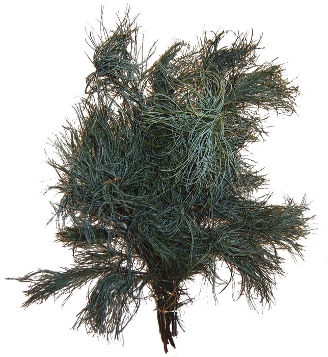 <h4>C Pinus Strobus Torulosa</h4>