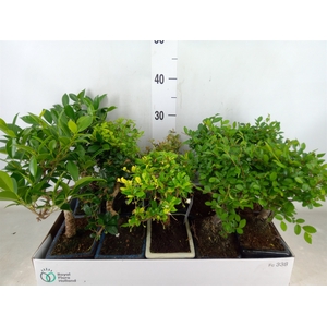 Bonsai   ...mix