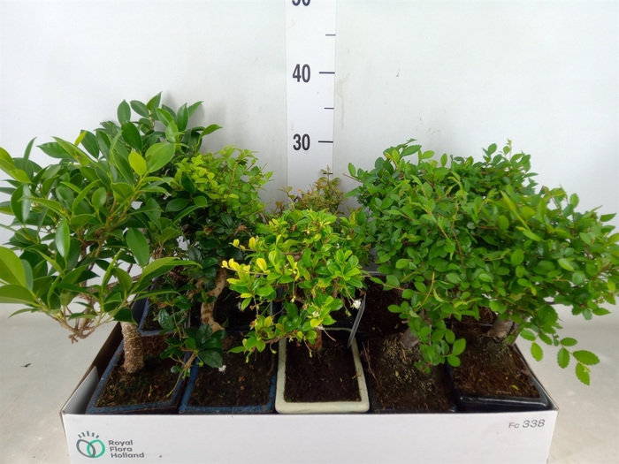<h4>Bonsai   ...mix</h4>