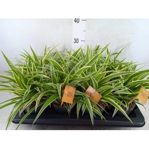Chlorophytum com. 'Ocean'