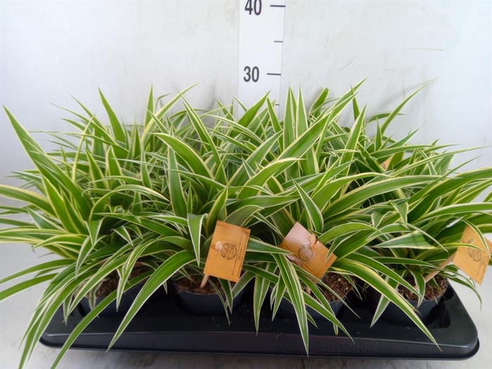 <h4>Chlorophytum com. 'Ocean'</h4>