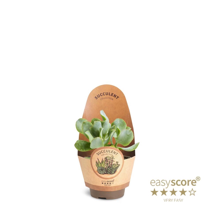 <h4>CRASSULA OVATA</h4>