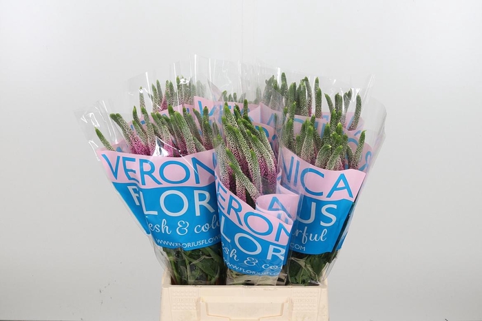 <h4>Veron Clea Roswhita</h4>