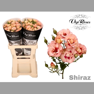 R TR SHIRAZ!