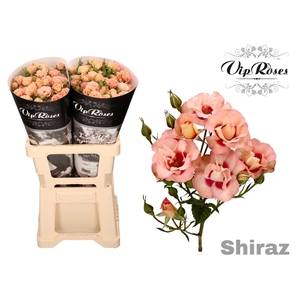 R Tr Shiraz!