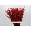 Salix Caprea Snow Flake P. Red