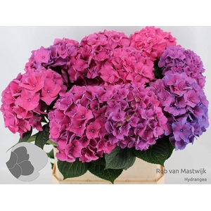 Hydrangea macrophylla 'Rodeo' (Rood)